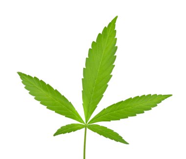 Kenevir yaprağı beyaz arka planda izole edilmiş. Kenevir yaprağı kapat. Marihuana yeşil yaprağı.