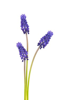 Beyaz arka planda izole edilmiş Muscari çiçekleri. Üzüm sümbülü. Güzel bahar çiçekleri.