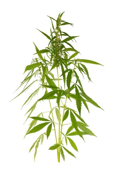 大麻植物在白色背景上被分离出来.大麻叶关闭。大麻绿叶. — 图库照片