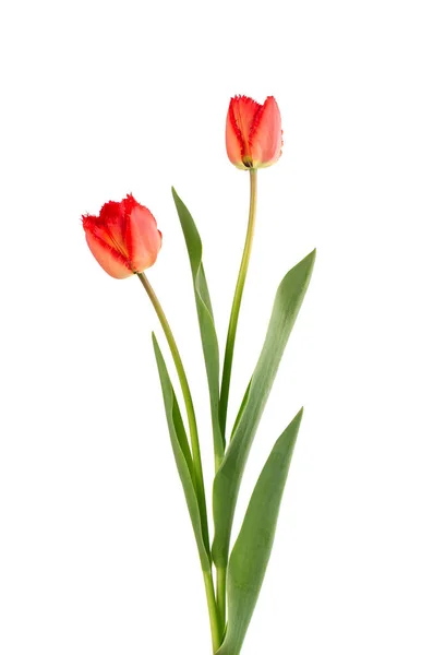 Fleur de tulipes sur une longue tige avec des feuilles, isolées sur fond blanc. Belles fleurs printanières. — Photo
