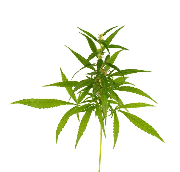 大麻植物在白色背景上被分离出来.大麻叶关闭。大麻绿叶. — 图库照片