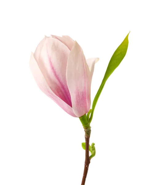 Flor de magnólia isolada sobre fundo branco. Lindas flores de primavera. — Fotografia de Stock