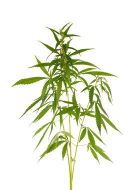 Beyaz arka planda izole edilmiş marihuana bitkisi. Kenevir yaprağı kapat. Esrar yeşil yaprak.