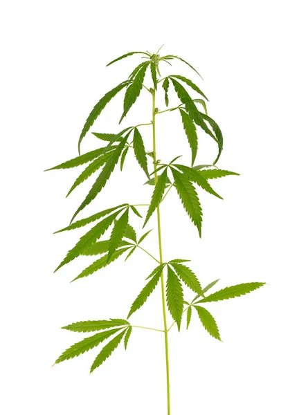 Planta de marihuana aislada sobre fondo blanco. Hoja de cáñamo de cerca. Hoja verde de cannabis. — Foto de Stock