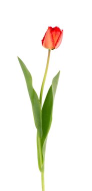 Lale çiçeği uzun saplı, yapraklı, beyaz arka planda izole. Güzel bahar çiçekleri.