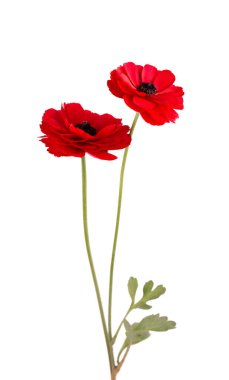 Kırmızı ranunculus asiaticus çiçeği beyaz arka planda izole edilmiş. İranlı düğün çiçeği. Güzel yaz çiçekleri.