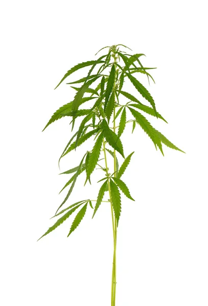Planta de marihuana aislada sobre fondo blanco. Hoja de cáñamo de cerca. Hoja verde de cannabis. — Foto de Stock