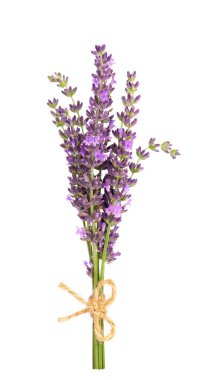 Lavanta çiçekleri, beyaz arka planda izole edilmiş. Bir demet Lavandula veya lavanta çiçeği. Şifalı bitkiler.