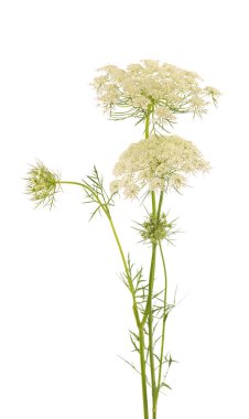 Wild carrot or Daucus carota, flowers isolated on white background. Medicinal herbal plant clipart