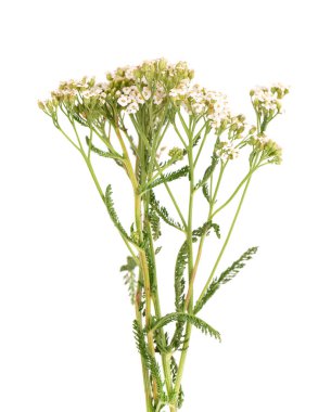Yarrow ya da Achillea Millefolium çiçekleri, beyaz arka planda izole edilmiş. Şifalı bitkiler.