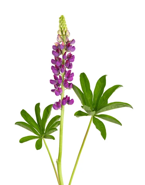 Lila Lupin Blomma Isolerad Vit Bakgrund Lupinus Eller Vargböna Vackra — Stockfoto