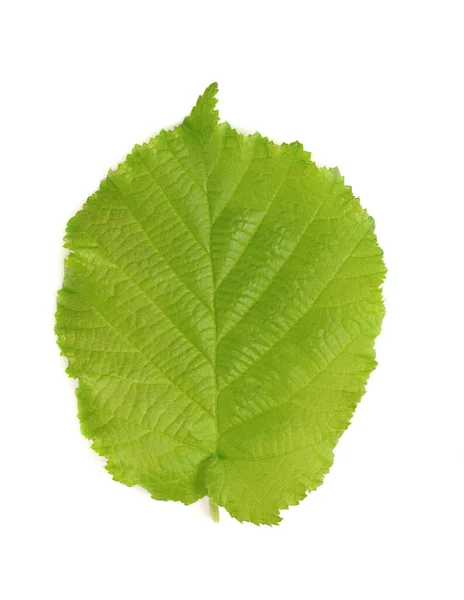 Зеленые Листья Фундука Изолированы Белом Фоне Свежий Зелёный Орешник — стоковое фото
