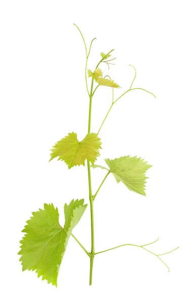 Зеленая Ветвь Виноградной Лозы Изолирован Белый Фон Сприг Листьями Винограда — стоковое фото