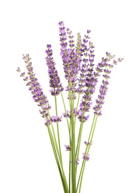 Lavanta çiçekleri, beyaz arka planda izole edilmiş. Bir demet Lavandula veya lavanta çiçeği. Şifalı bitkiler.