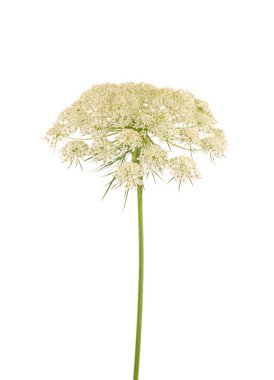 Yabani havuç ya da Daucus carota, beyaz arka planda izole edilmiş çiçekler. Şifalı bitkiler.