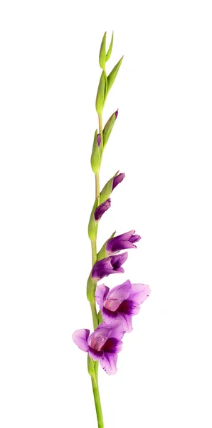 Purple Gladiolus Flowers Isolated White Background Beautiful Summer Flowers — Stock Photo, Image