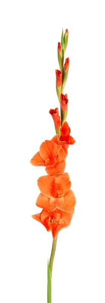Bunga Gladiolus Oranye Terisolasi Dengan Latar Belakang Putih Bunga Musim — Stok Foto