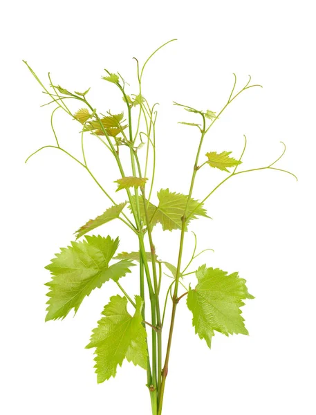 Green Branch Grape Vine Isolated White Background Sprig Leaves Grapevine — Stock Photo, Image