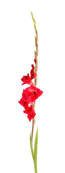 Bunga Gladiolus Merah Terisolasi Dengan Latar Belakang Putih Bunga Musim — Stok Foto