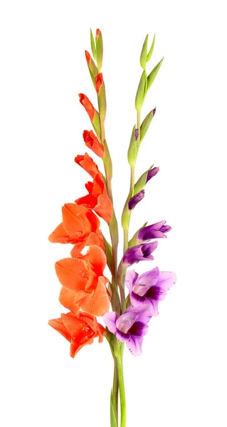 Bunga Gladiolus Ungu Dan Oranye Terisolasi Dengan Latar Belakang Putih — Stok Foto