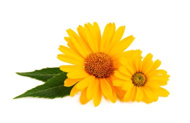 Beyaz arka planda izole edilmiş takvim çiçekleri. Kadife çiçeği. Şifalı bitkiler.