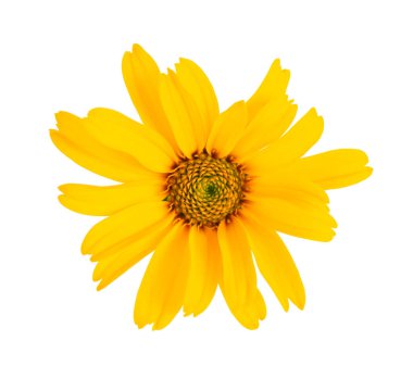 Beyaz arka planda izole edilmiş takvim çiçekleri. Kadife çiçeği. Şifalı bitkiler. Üst görünüm