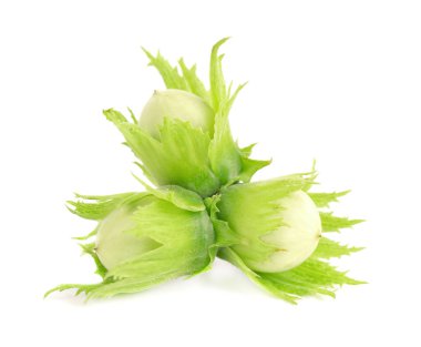 Beyaz arka planda yeşil fındıklı. Taze yeşil fındık