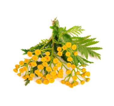Tansy ya da Tanasetum vulgare çiçekleri, beyaz arka planda izole edilmiş. Şifalı bitkiler.