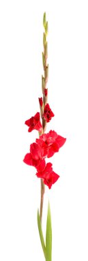 Beyaz arka planda izole edilmiş kırmızı gladiolus çiçekleri. Güzel yaz çiçekleri
