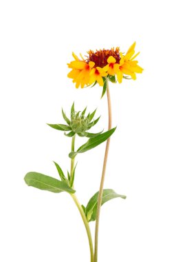 Gaillardia çiçekleri beyaz arka planda izole edilmiş. Güzel yaz çiçekleri