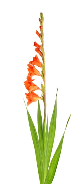 Bunga Gladiolus Oranye Terisolasi Dengan Latar Belakang Putih Bunga Musim — Stok Foto