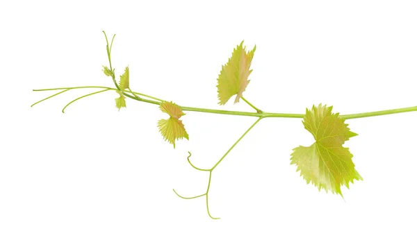 Üzüm Üzümünün Yeşil Dalı Beyaz Arkaplanı Izole Etti Asma Yapraklı — Stok fotoğraf