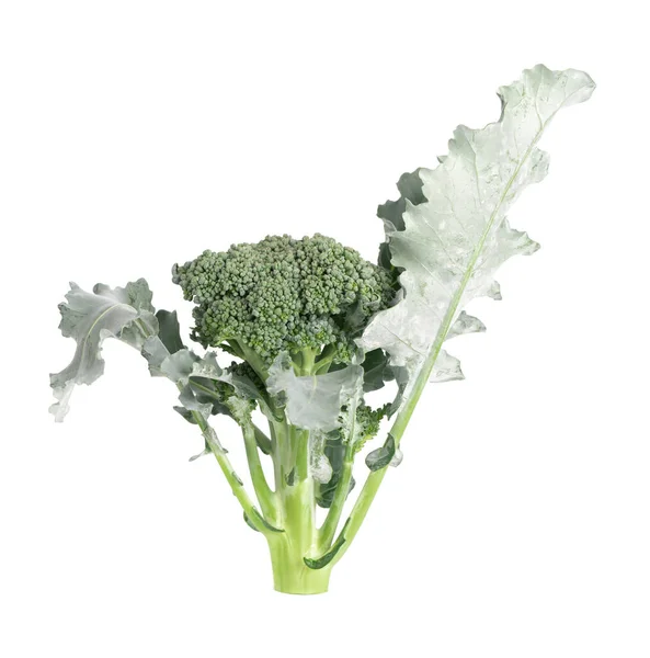 Broccoli Isolated White Background Raw Green Broccoli Vegetable Close — Stock Photo, Image