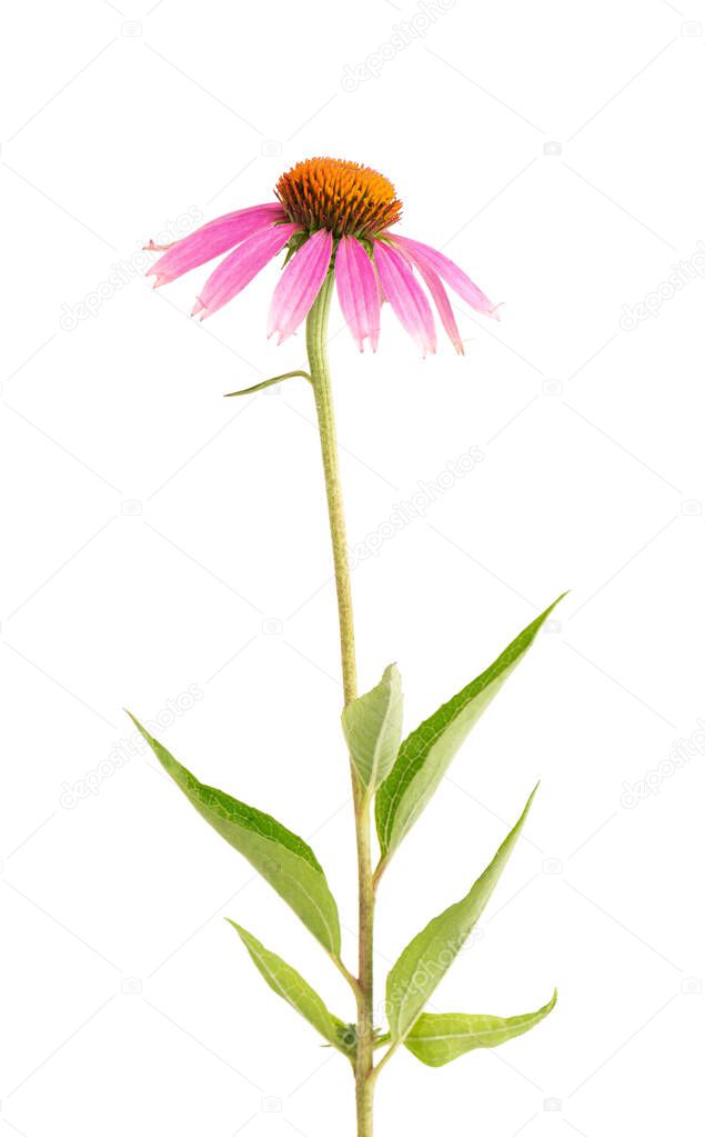 Echinacea purpurea flowers isolated on white background. Medicinal herbal plant