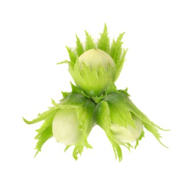 Beyaz arka planda yeşil fındıklı. Taze yeşil fındık.