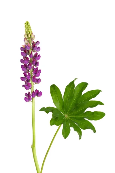 Lila lupin blomma isolerad på vit bakgrund. Lupinus eller vargböna. Vackra sommarblommor. — Stockfoto