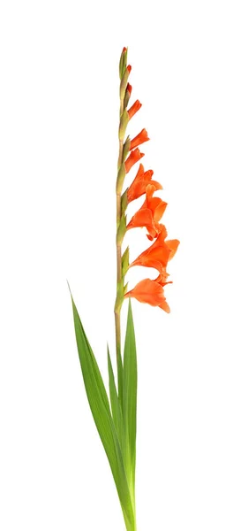 Bunga gladiolus oranye terisolasi dengan latar belakang putih. Bunga musim panas yang indah. — Stok Foto