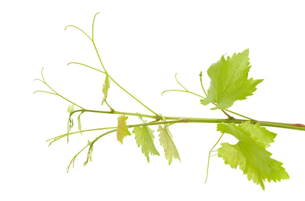 Üzüm üzümünün yeşil dalı beyaz arkaplanı izole etti. Asma yapraklı Sprig. — Stok fotoğraf