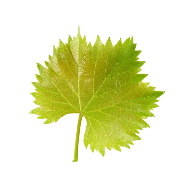 Grünes Traubenblatt isoliert auf weißem Hintergrund. Steilpfad. — Stockfoto
