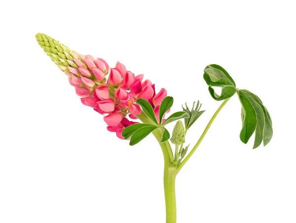 Fleur de lupin rose isolée sur fond blanc. Lupin ou haricot loup. Belles fleurs d'été. — Photo