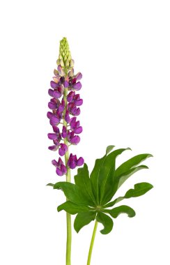 Beyaz arka planda izole edilmiş mor lupin çiçeği. Lupinus veya kurt fasulyesi. Güzel yaz çiçekleri