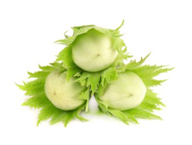 Beyaz arka planda yeşil fındıklı. Taze yeşil fındık