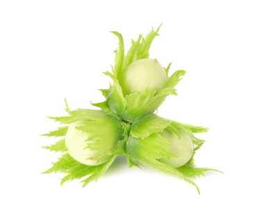 Beyaz arka planda yeşil fındıklı. Taze yeşil fındık