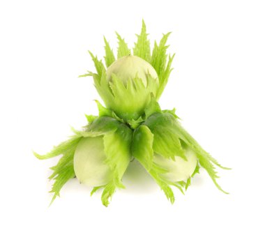 Beyaz arka planda yeşil fındıklı. Taze yeşil fındık