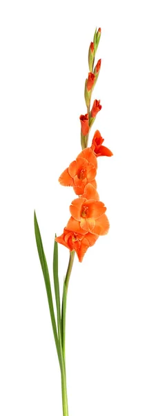 Narancs Gladiolus Virágok Elszigetelt Fehér Alapon Gyönyörű Nyári Virágok — Stock Fotó