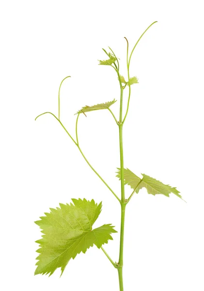 Grüner Zweig Der Weinrebe Isoliert Weißen Hintergrund Zweig Mit Blättern — Stockfoto