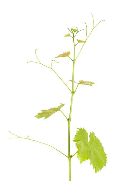 Πράσινο Κλαδί Σταφυλιού Απομονωμένο Λευκό Φόντο Sprig Φύλλα Αμπέλου — Φωτογραφία Αρχείου