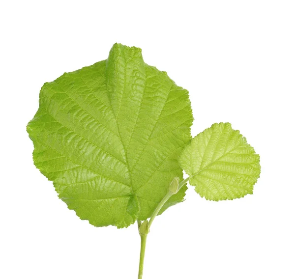 Yeşil Fındık Yaprakları Beyaz Arka Planda Izole Taze Yeşil Fındık — Stok fotoğraf