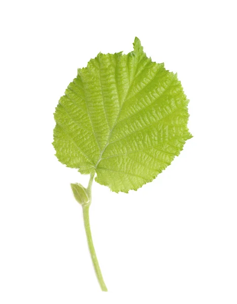 Yeşil Fındık Yaprakları Beyaz Arka Planda Izole Taze Yeşil Fındık — Stok fotoğraf