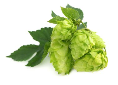 Taze yeşil zıpzıp dalı, beyaz arka planda izole edilmiş. Yapraklı kozalaklar. Organik zıplama çiçekleri. Kapat..